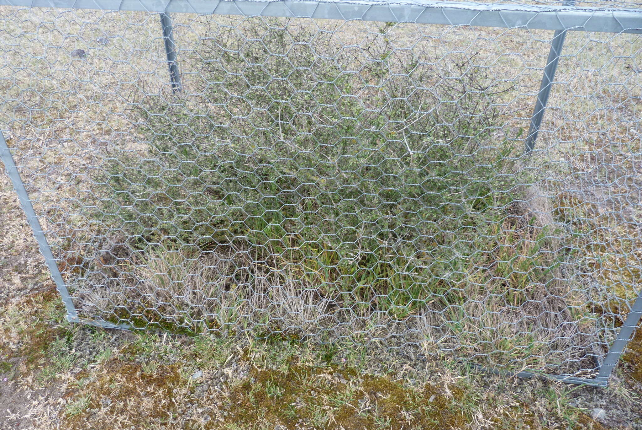 Слика од Olearia adenocarpa Molloy & Heenan