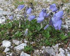 Image of Campanula cochleariifolia Lam.