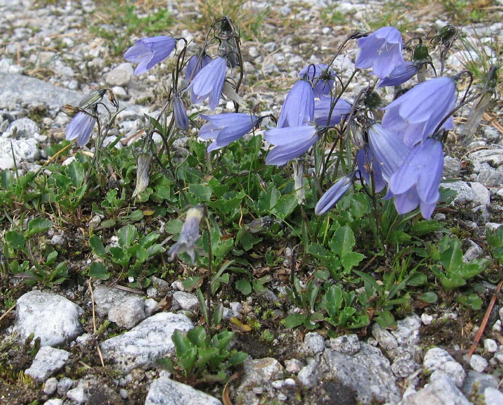 Image of Campanula cochleariifolia Lam.