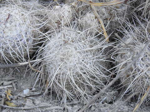 Image of Owl's eye cactus