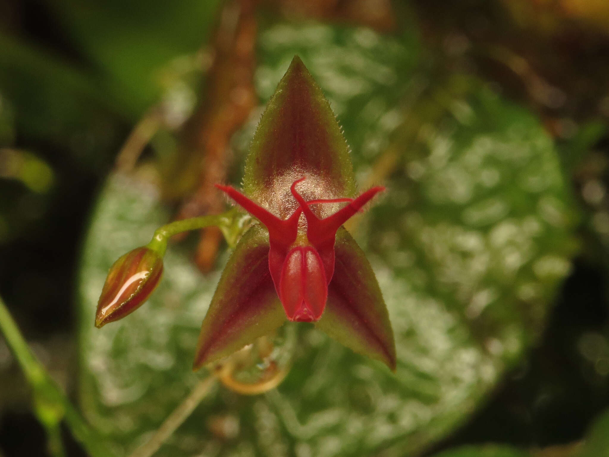 Image of Lepanthes trinaria Luer & R. Escobar