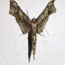 Image of Rhodoneura rhomboidea Warren 1889