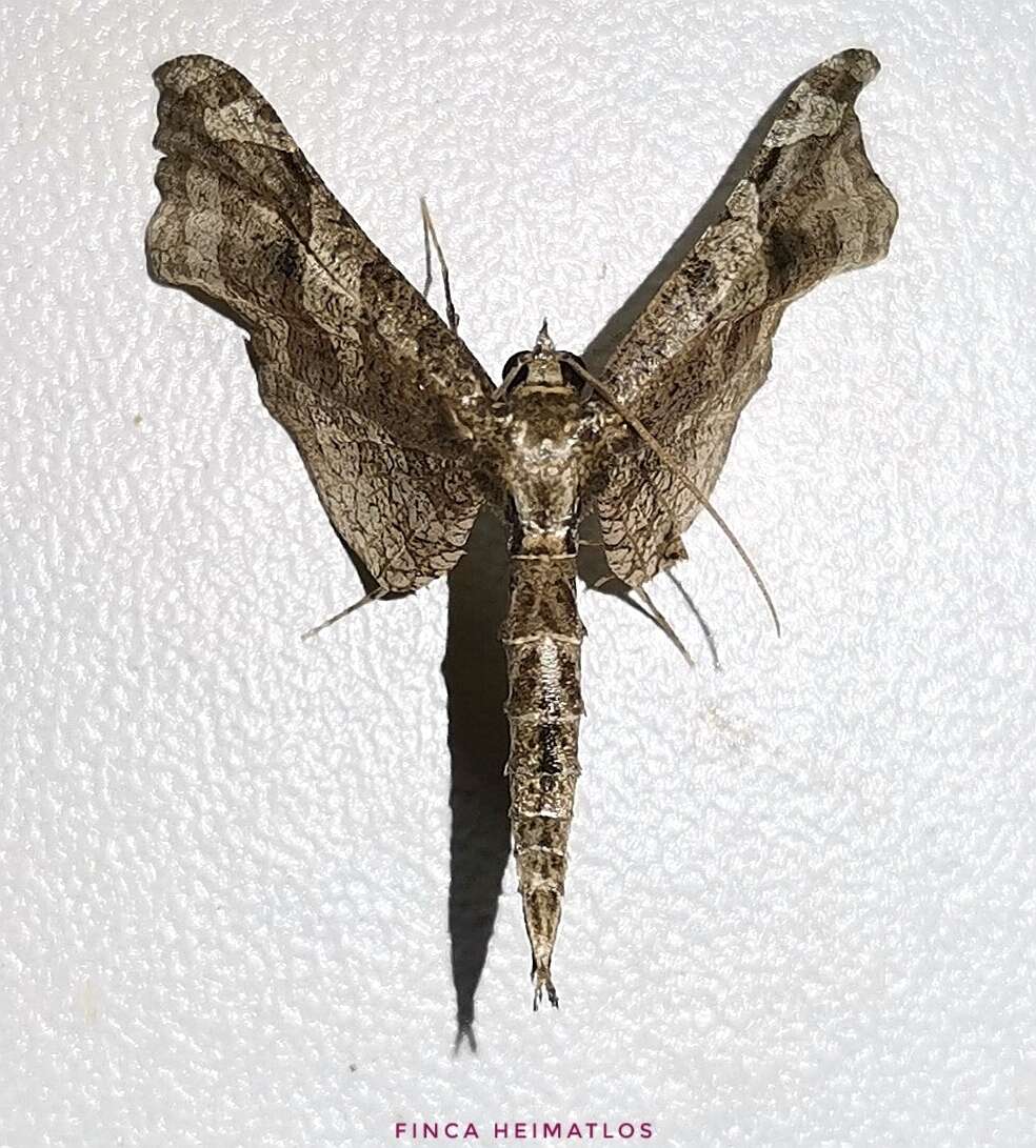 Image of Rhodoneura rhomboidea Warren 1889