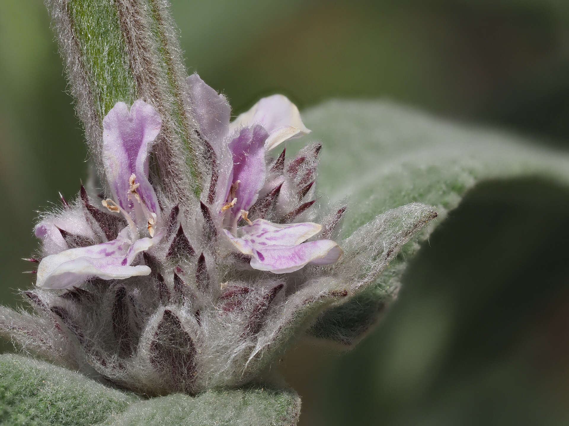 Stachys cretica subsp. cretica resmi