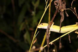 Image of China Grass Lizard