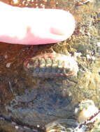 Image of conspicuous chiton