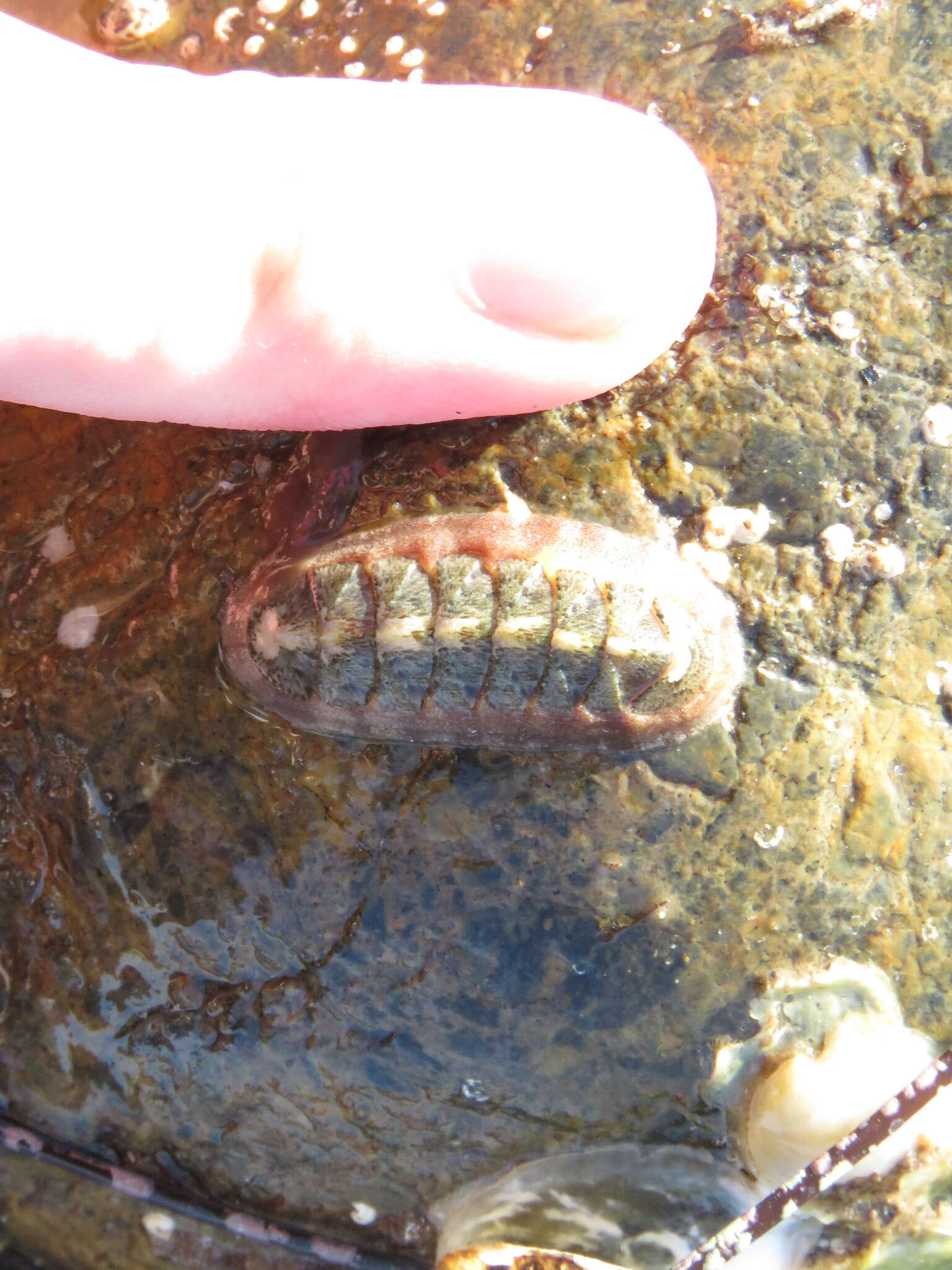 Image of conspicuous chiton