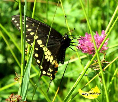 Image of Black Swallowtail