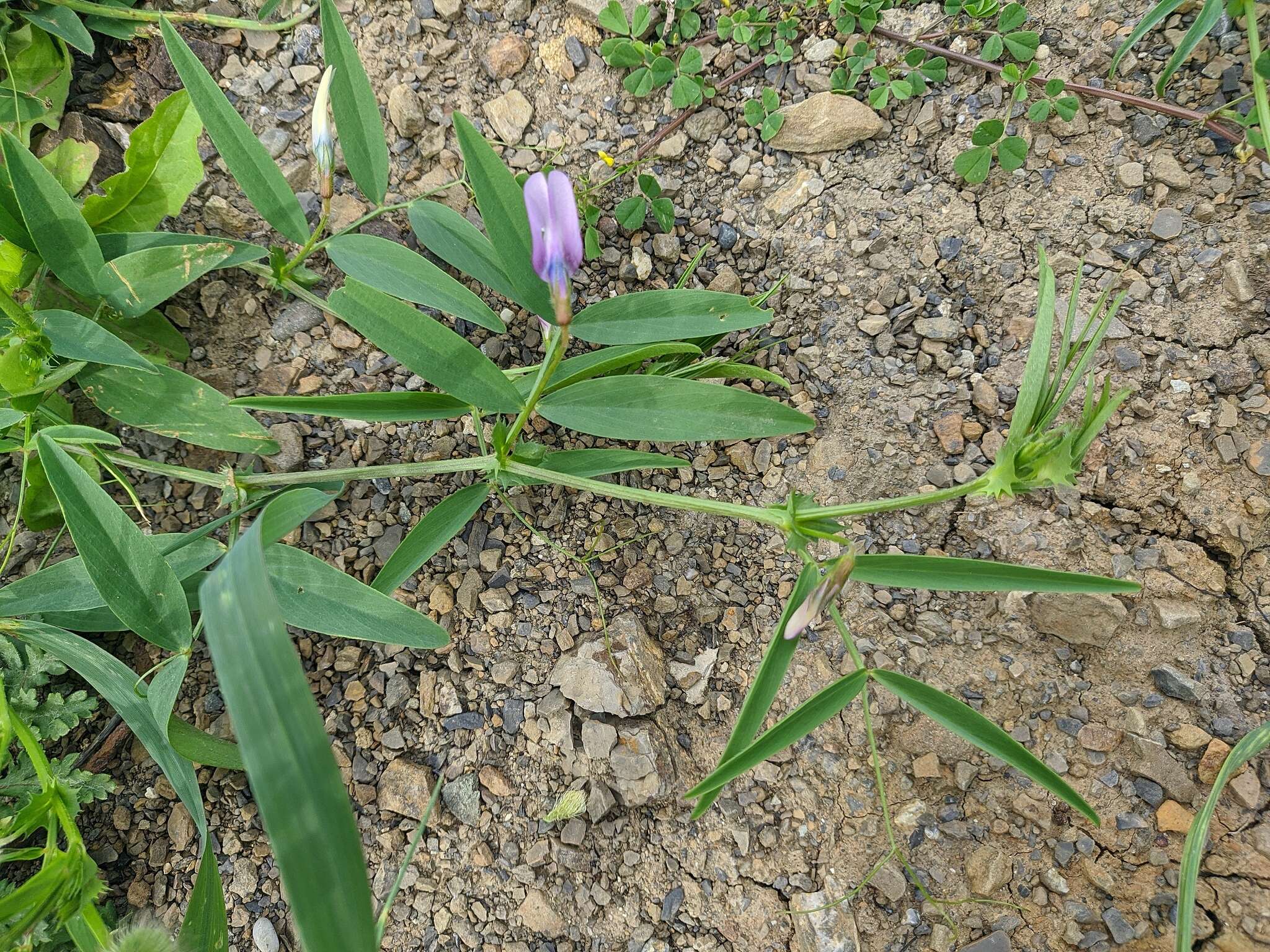 Image of Bithynian vetch