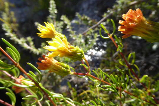 Image de Pteronia cederbergensis A. Bello, Magee & Boatwr.