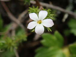 صورة Hemiphragma heterophyllum Wall.