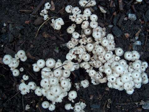 صورة Marasmius rotula (Scop.) Fr. 1838