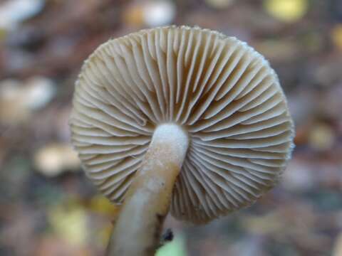 Image of Inocybe rimosa (Bull.) P. Kumm. 1871