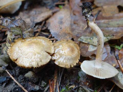 Image of Inocybe rimosa (Bull.) P. Kumm. 1871