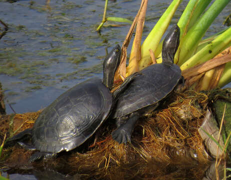 Image of Hispaniolan Slider Turtle