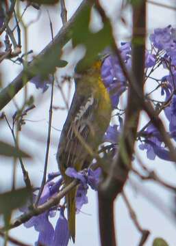 Image of Black-backed Oriole