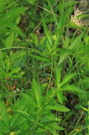 Plancia ëd Filipendula rubra (Hill) B. L. Robins.