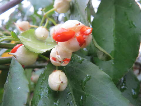 Plancia ëd Euonymus japonicus Thunb.