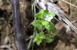 Image of Green field-speedwell