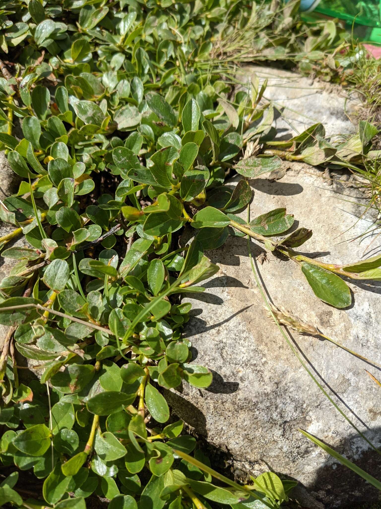 Image of Blunt-leaved Willow