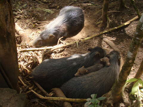 Image of white-lipped peccary