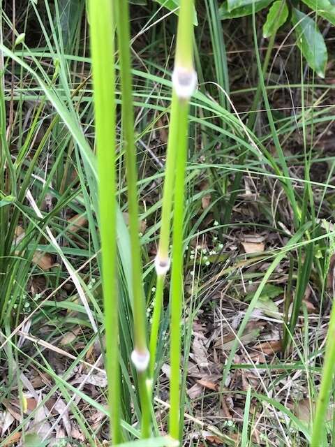 Image of Austrostipa rudis (Spreng.) S. W. L. Jacobs & J. Everett