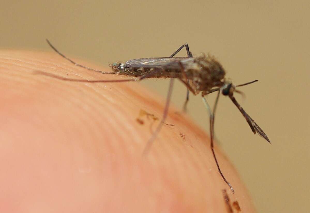 Image of Asian Tiger Mosquito