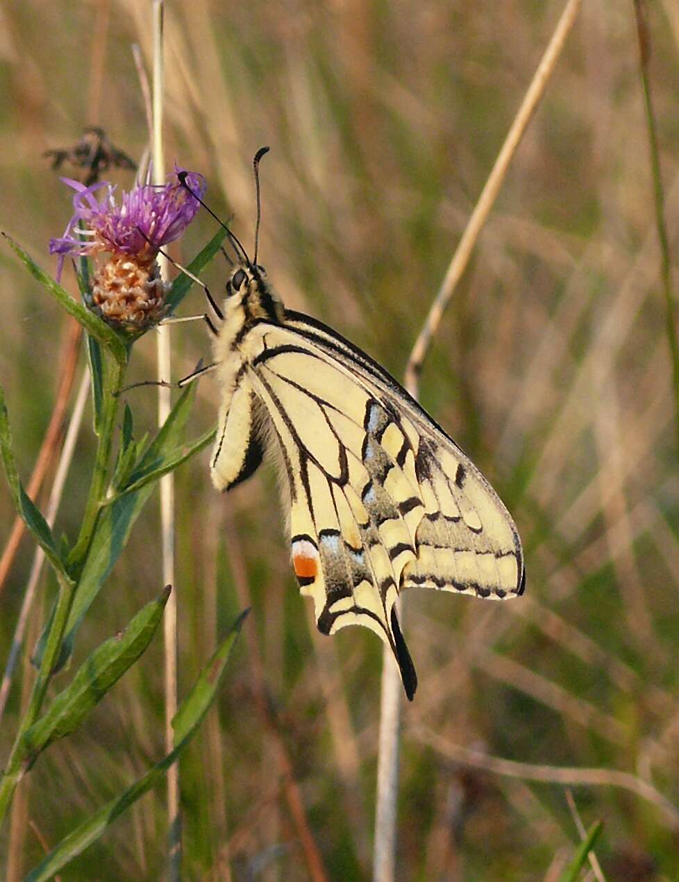 Image of Old World Swallowtail