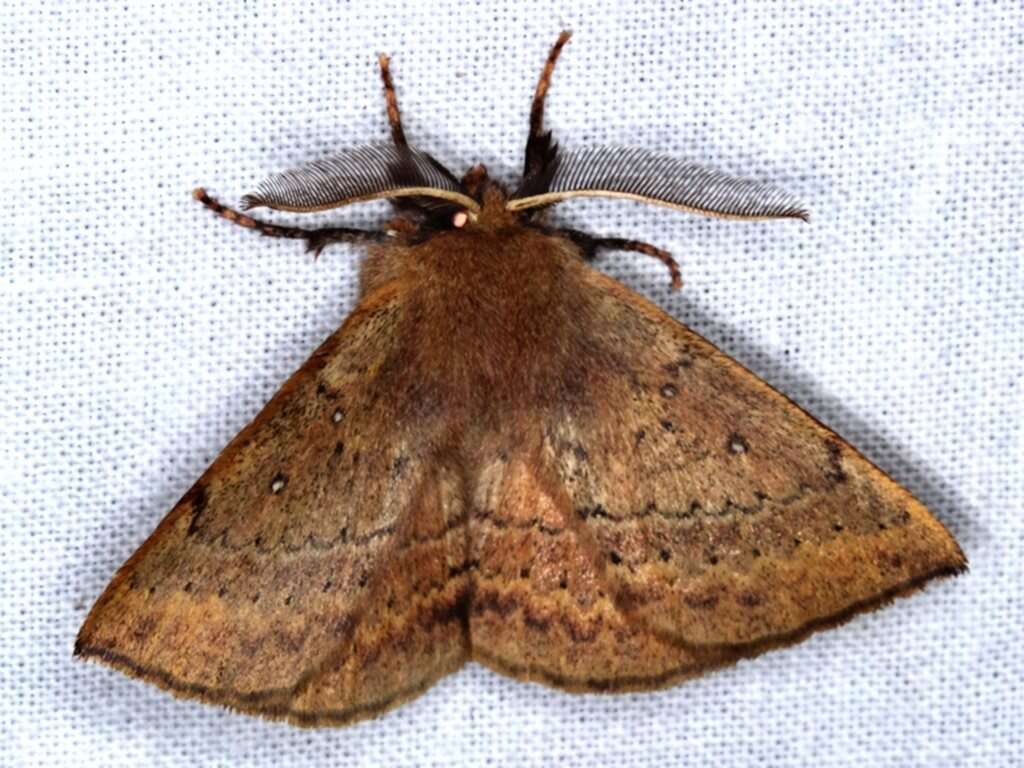 Anthela repleta (Walker 1855)的圖片