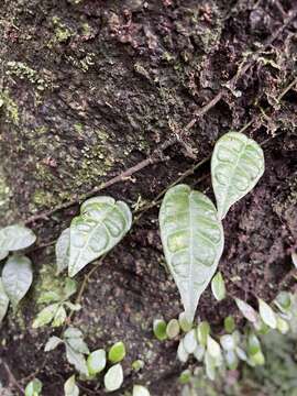 Image of Ficus sarmentosa var. henryi (King ex Oliver) Corner