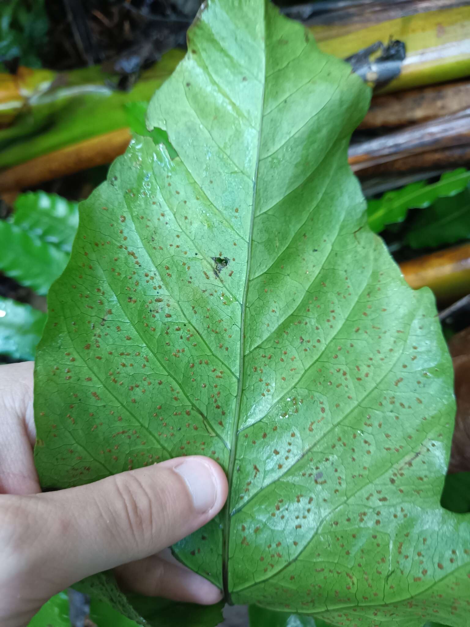 Image of Three-Leaf Halberd Fern