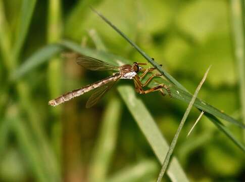 Image of Leptogaster flavipes Loew 1862