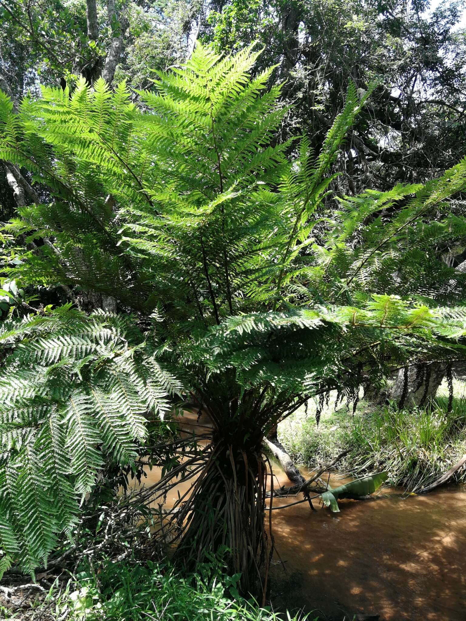 Image of Grassland tree fern