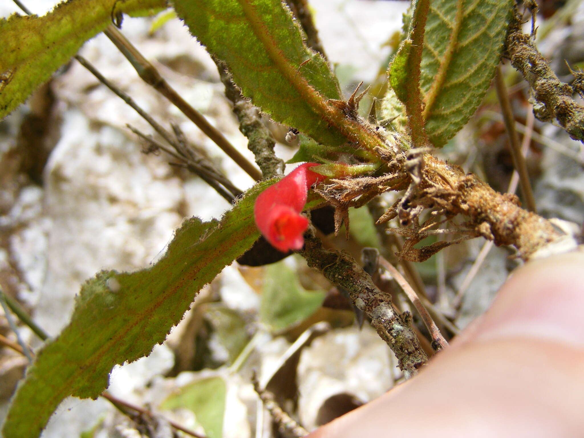 Image of Gesneria acaulis L.