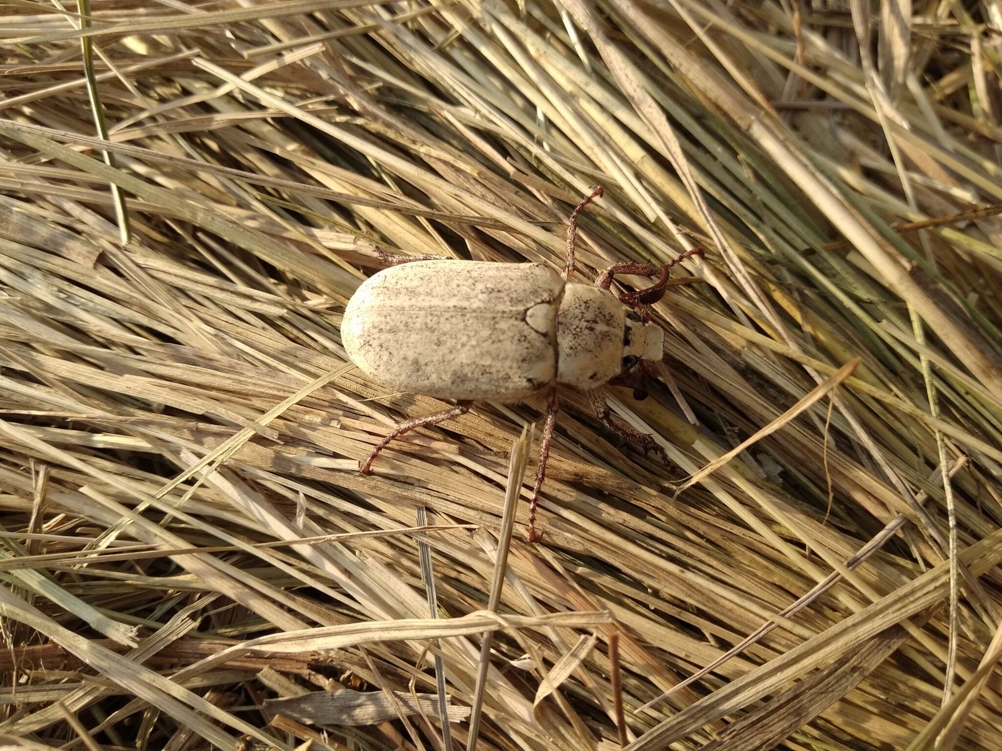 Image of Polyphylla (Xerasiobia) alba (Pallas 1773)