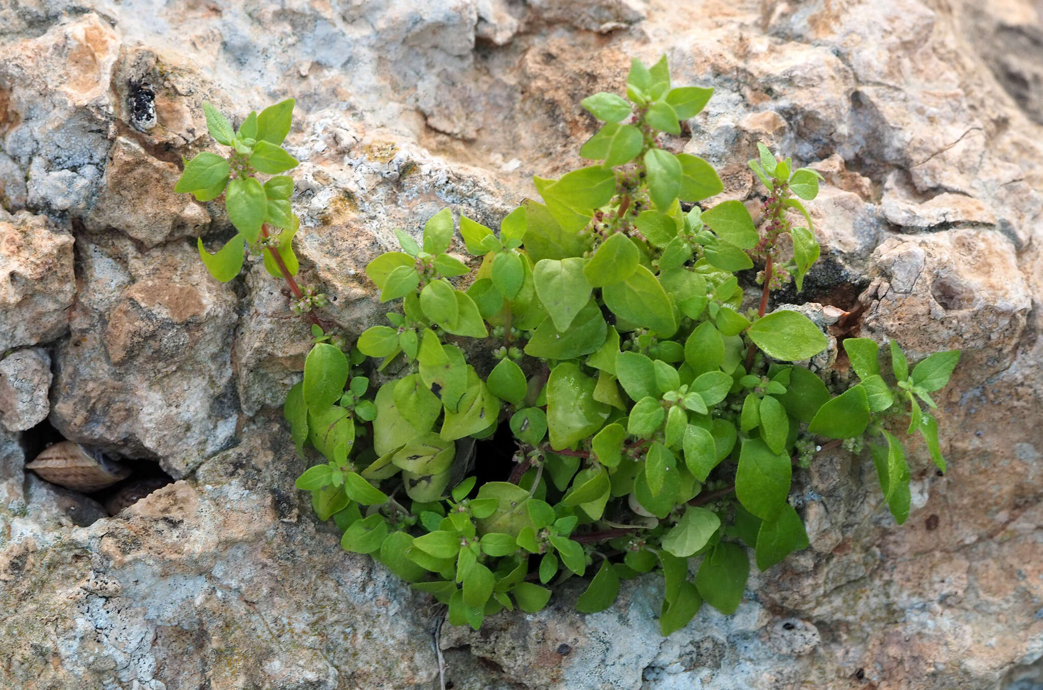 Image of Parietaria lusitanica L.