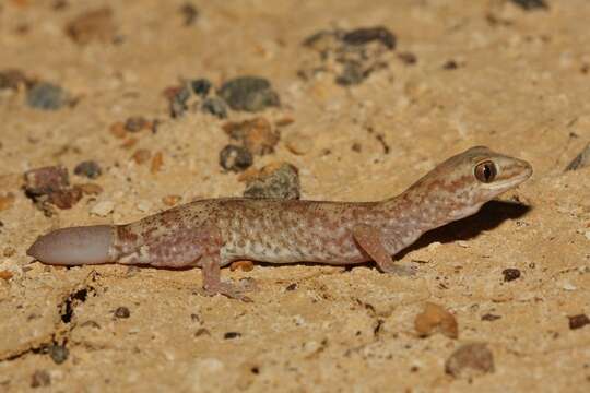 Image de Diplodactylus tessellatus (Günther 1875)