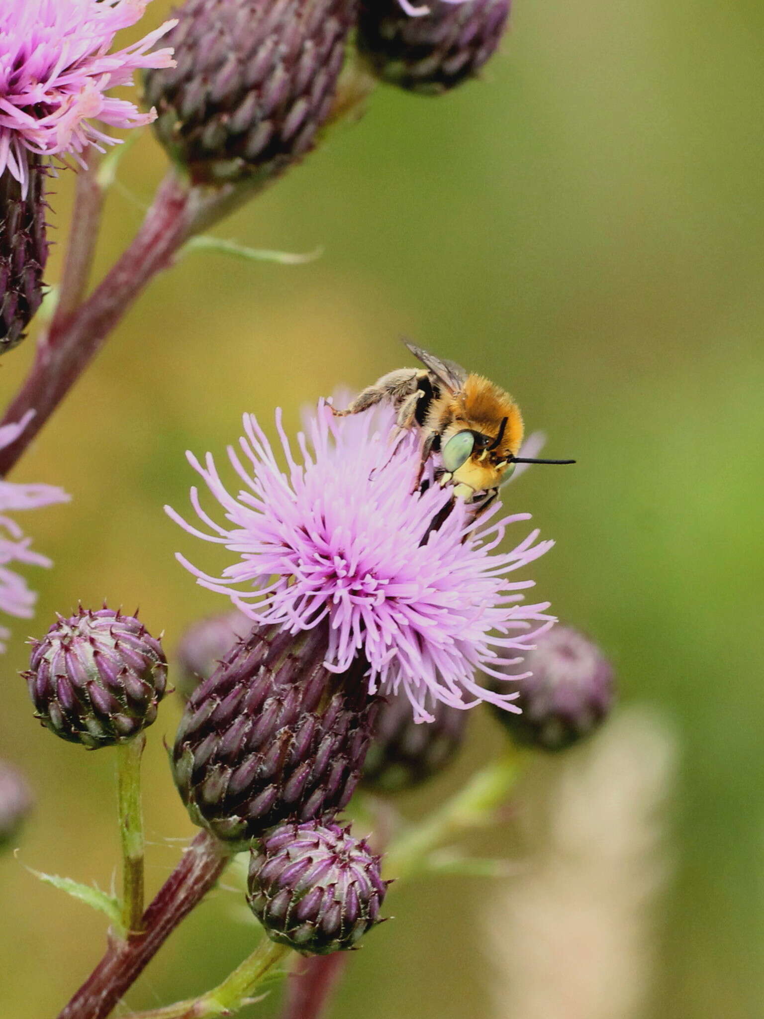 Слика од Anthophora bimaculata (Panzer 1798)