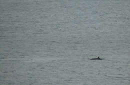 Image of Common Minke Whale