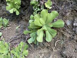Image of Aeonium canariense subsp. virgineum (Webb) Bañares