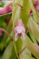 Image de Coelia macrostachya Lindl.