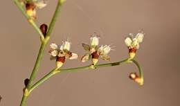 Image of Eriogonum exaltatum M. E. Jones