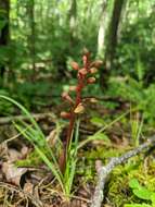 Image of Bentley's coralroot