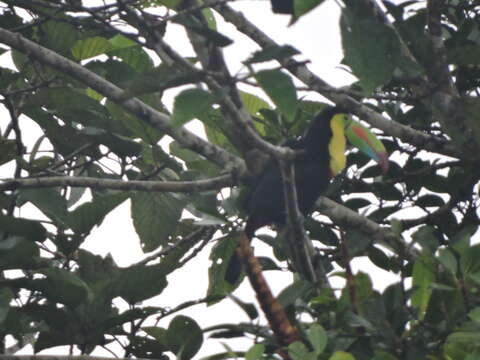 Image of Ramphastos sulfuratus brevicarinatus Gould 1854