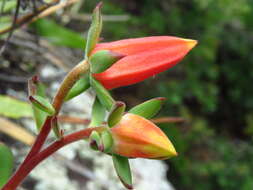 Image de Echeveria harmsii Macbride