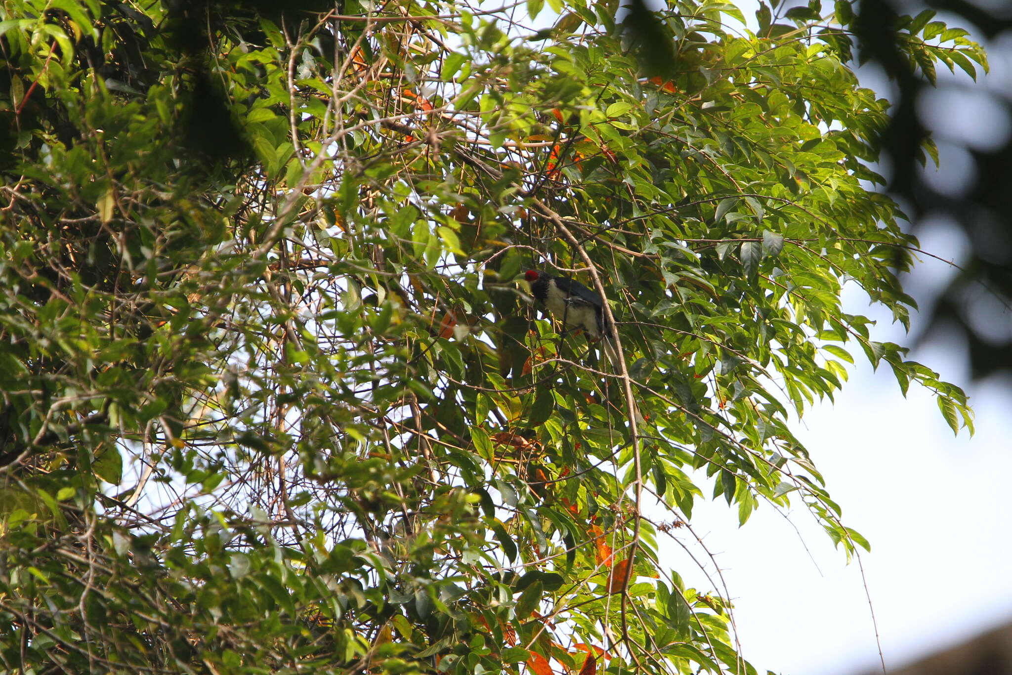 Image of Red-faced Malkoha