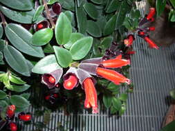 Image of Aeschynanthus radicans Jack