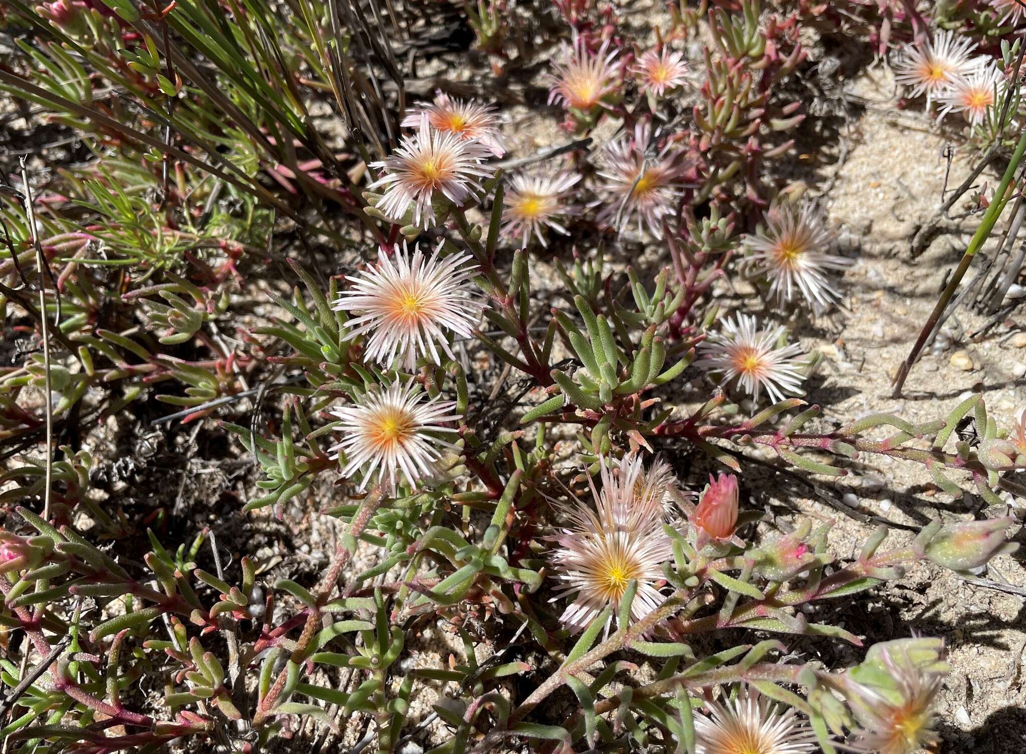 Image of Mesembryanthemum grossum (Soland.)