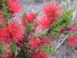 Image of Melaleuca cyrtodonta Turcz.