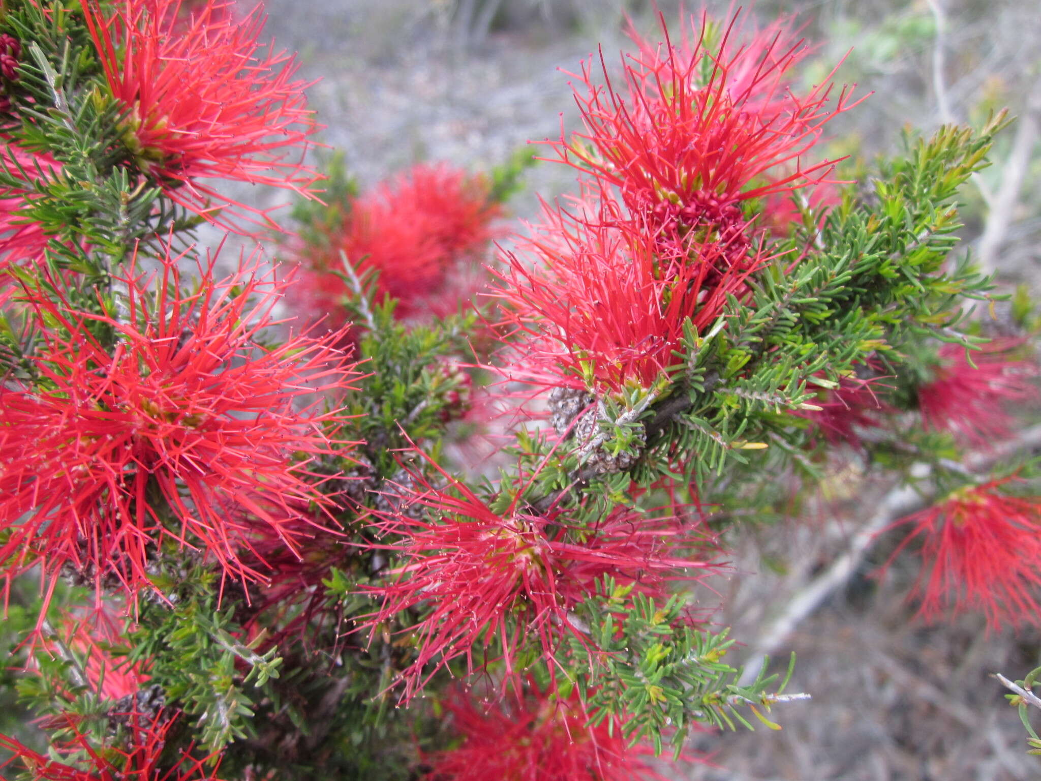 Image of Melaleuca cyrtodonta Turcz.